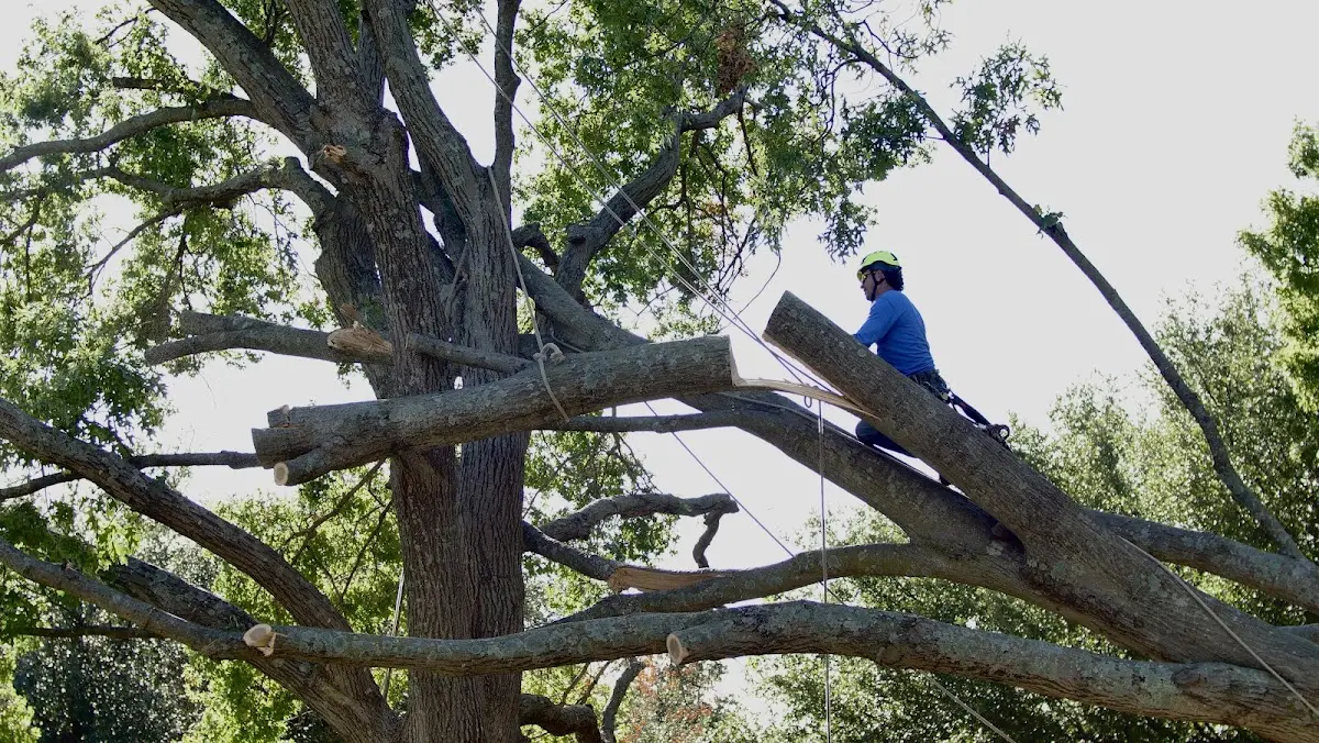 Professional Crown Thinning performed by certified arborists in Andrews Air Force Base