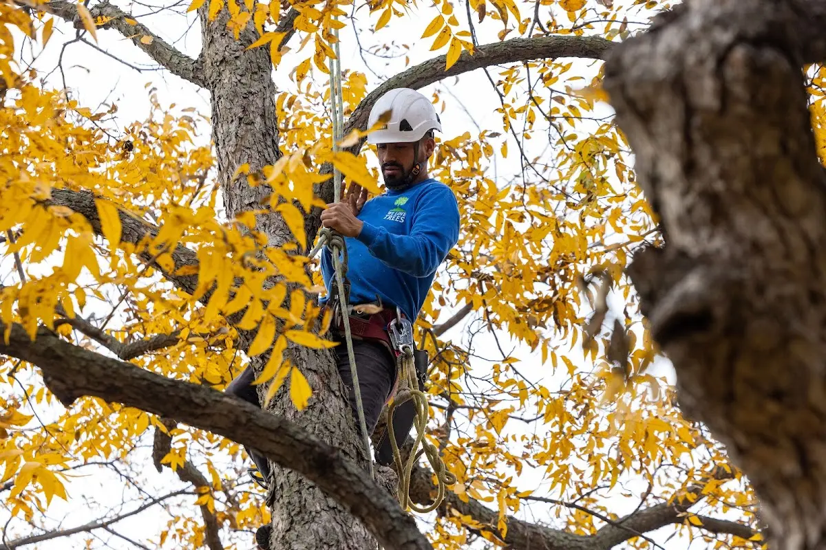 Skilled Storm Damage Cleanup crew working in Andrews Air Force Base