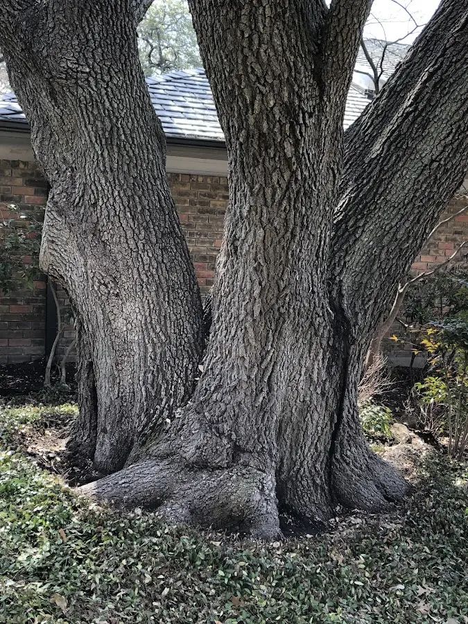 Mature heritage tree close to a Andrews Air Force Base property cared for by certified arborists